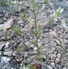 Arabis recta