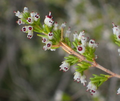 Erica simulans