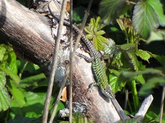 Podarcis carbonelli carbonelli