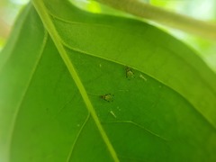 Sarucallis kahawaluokalani