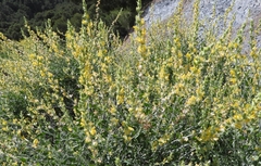 Anthyllis cytisoides