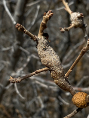 Callirhytis frequens