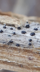 Leptosphaeria acuta