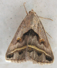 Acantholipes