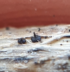 Leptosphaeria acuta