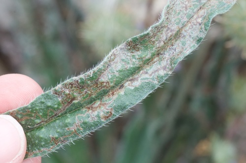 Echium leaf miner