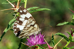 Melanargia lachesis