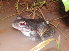 Leptodactylus knudseni