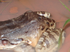 Leptodactylus knudseni