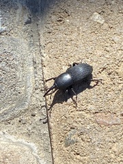 Scyphophorus