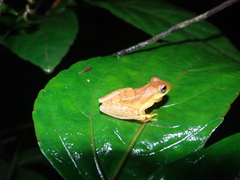 Dendropsophus minutus