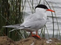 Sterna hirundo