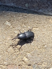 Scyphophorus