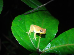 Dendropsophus minutus