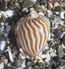 Phalium flammiferum