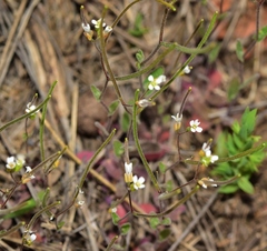Arabis parvula