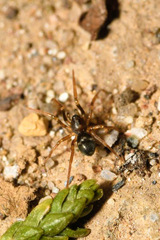 Phrurolithus