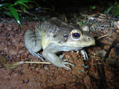 Leptodactylus knudseni