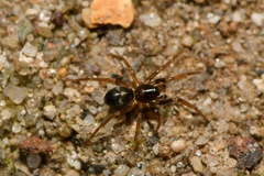 Phrurolithus
