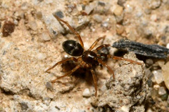 Phrurolithus