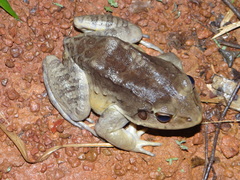 Leptodactylus knudseni