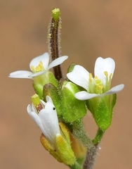 Arabis parvula