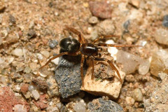 Phrurolithus