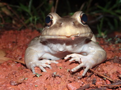 Leptodactylus knudseni