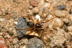 Phrurolithus