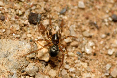 Phrurolithus