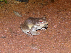 Leptodactylus knudseni