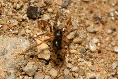 Phrurolithus