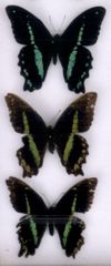 Papilio nireus pseudonireus