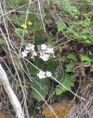 Streptocarpus meyeri