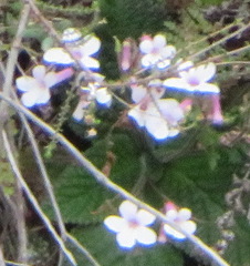 Streptocarpus meyeri