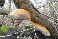 Phellinus pomaceus