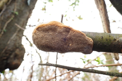Phellinus pomaceus