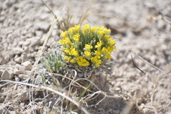 Physaria reediana