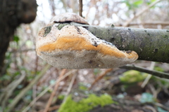 Phellinus pomaceus