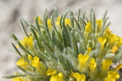 Physaria reediana