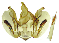 Glaucina gonia
