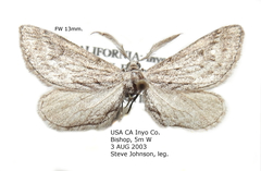 Glaucina gonia