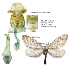 Glaucina gonia