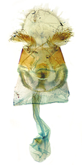 Glaucina gonia