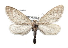 Glaucina gonia