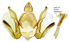 Glaucina nephos