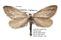 Glaucina nephos