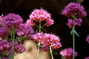 Red Valerian - Photo (c) Katie Claypoole, some rights reserved (CC BY-ND)