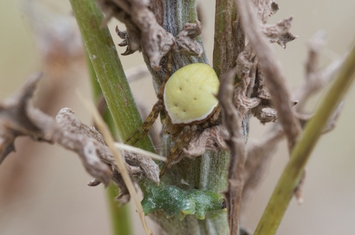 Green Orbweb Spider photo 5