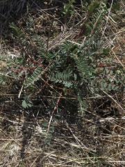 Astragalus eremiticus